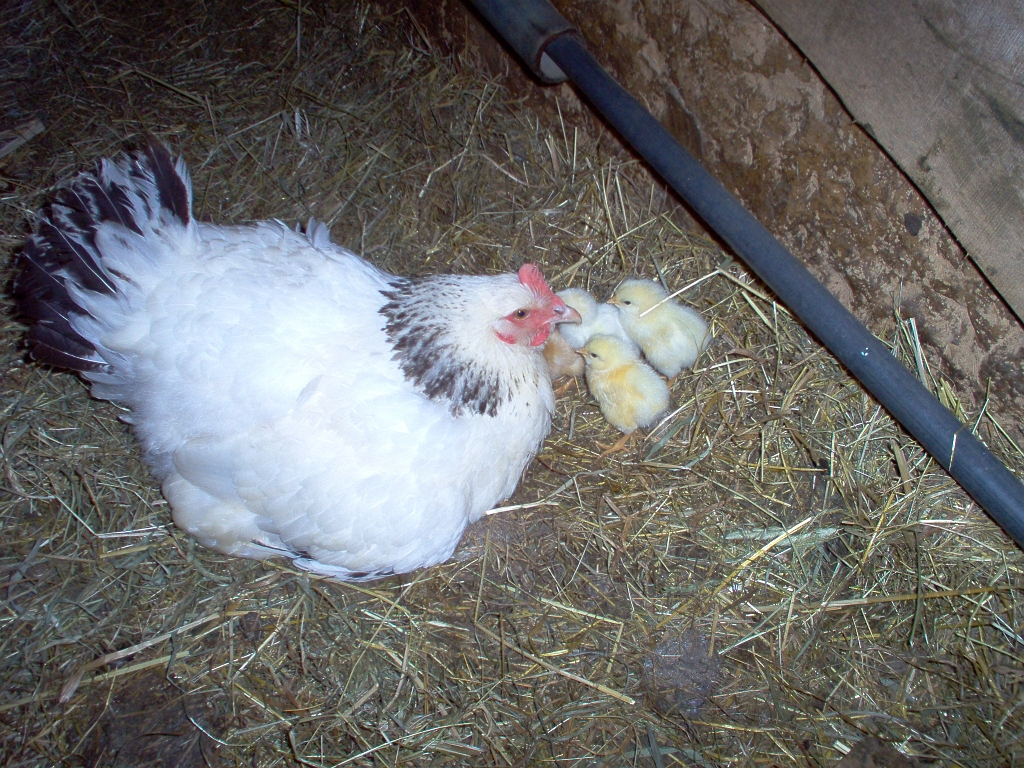 20050720 SUSSEX LIGHT HEN WITH CHICKS.jpg